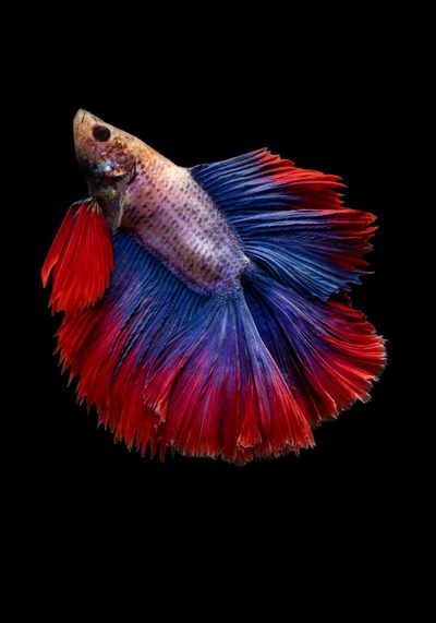 CITES 水生生物进口指南：观赏鱼、珊瑚及水产品合规路径