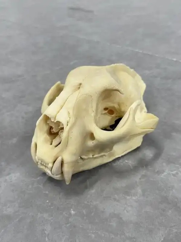美洲狮头骨