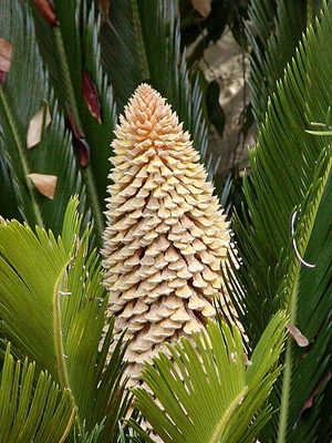 进口苏铁科与芦荟属植物:CITES 附录 II 的管制范围、豁免清单与办证路径