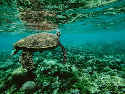 红珊瑚及海洋濒危物种进口合规指南:砗磲、海马、珊瑚制品的限制与许可